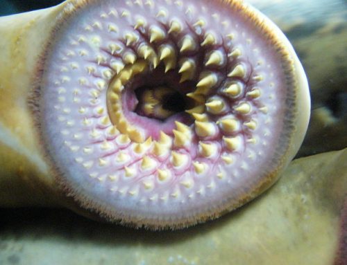 Sea Lampreys In Our Great Lakes